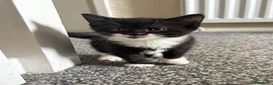 Domestic Shorthair 4