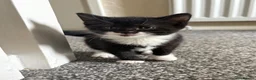 Domestic Shorthair cats for sale: Beautiful kittens for sale  in Pontefract - Advert 12