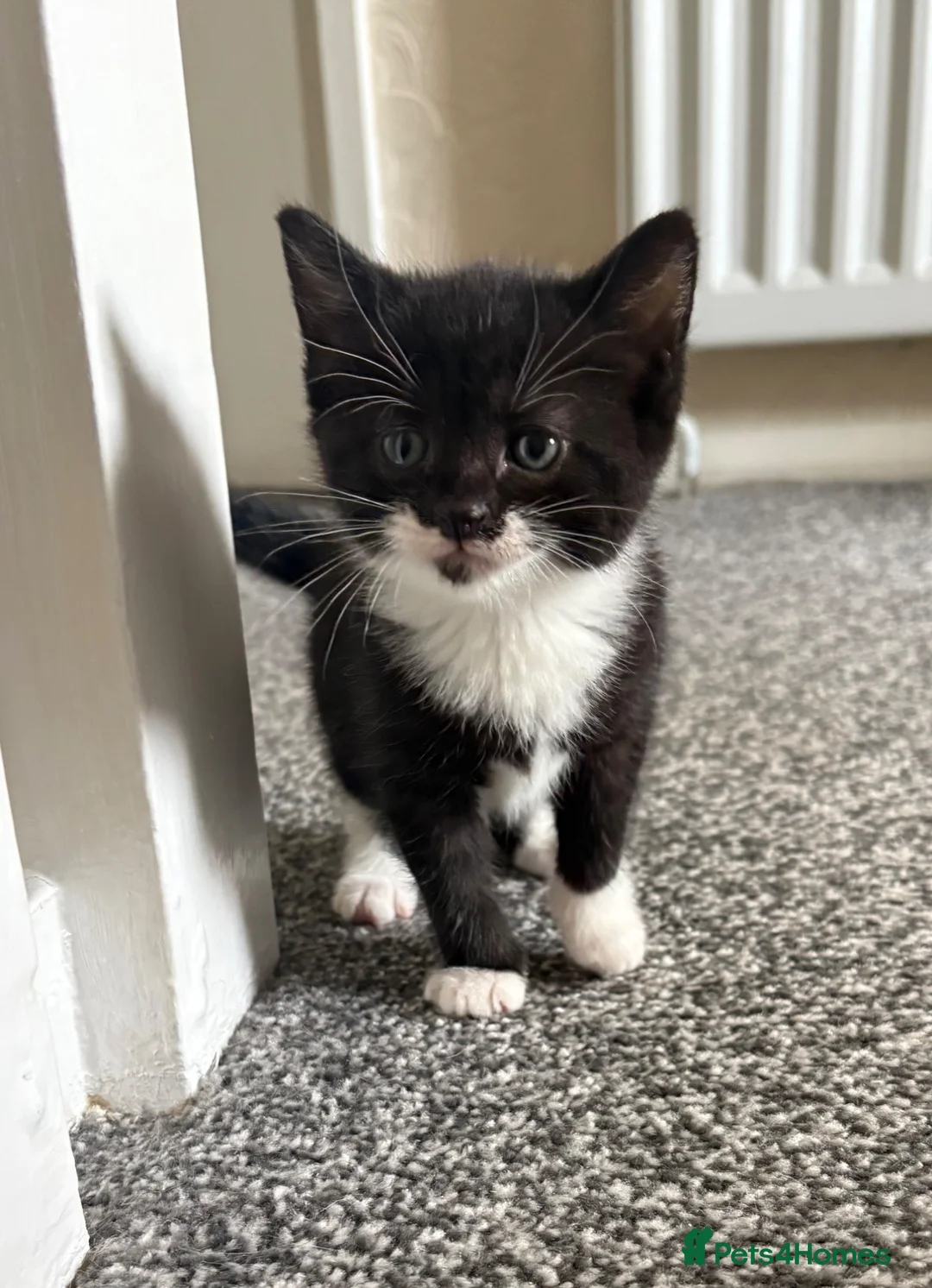 Domestic Shorthair cats for sale: Beautiful kittens for sale  - Advert 16