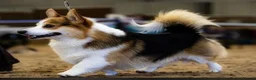 Welsh Corgi Pembroke dogs for sale: Cherished Welsh Pembrokeshire Corgis  in Buckingham - Advert 4