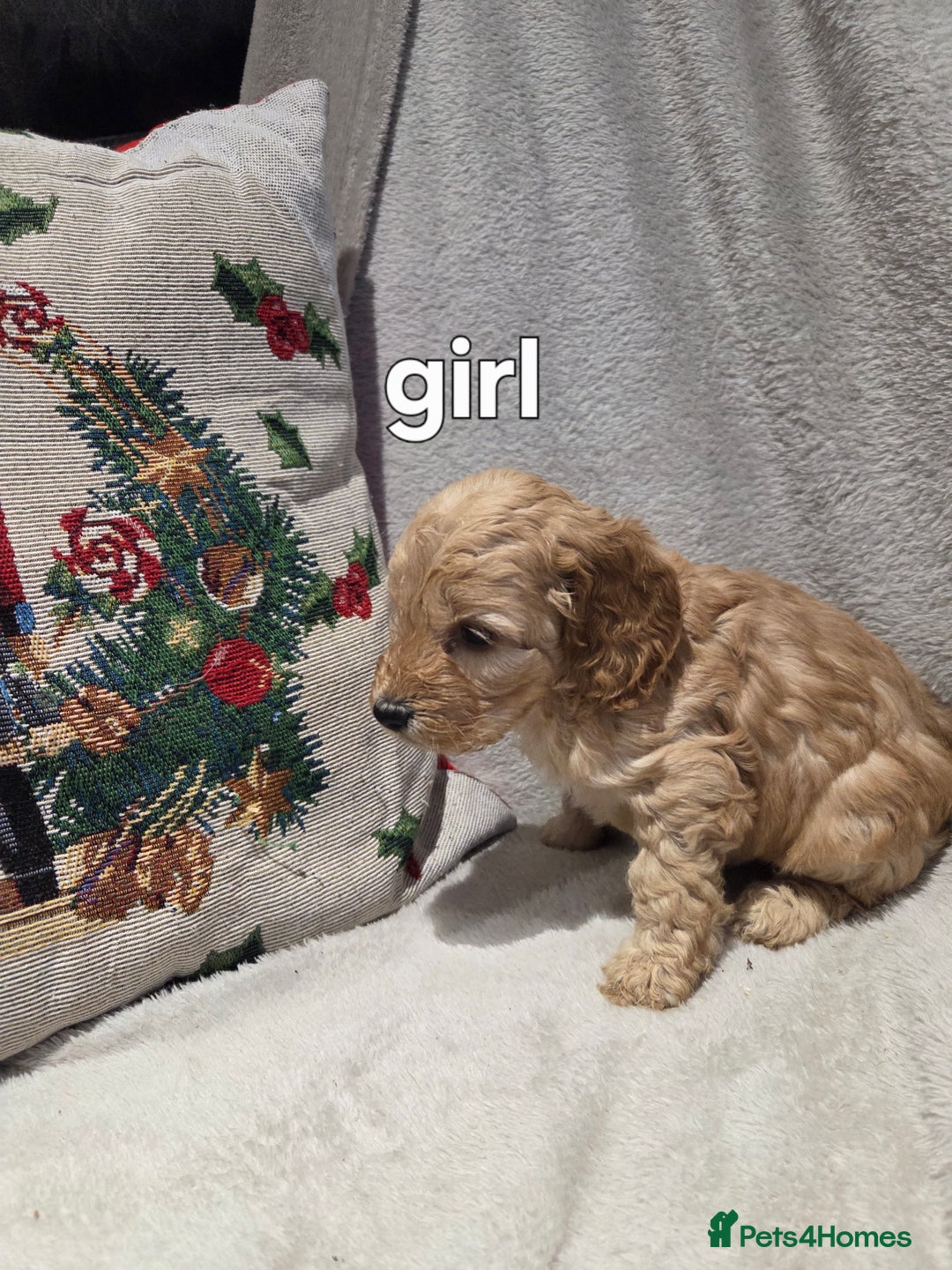 Cockapoo dogs for sale: Cockapoo puppys - Advert 3