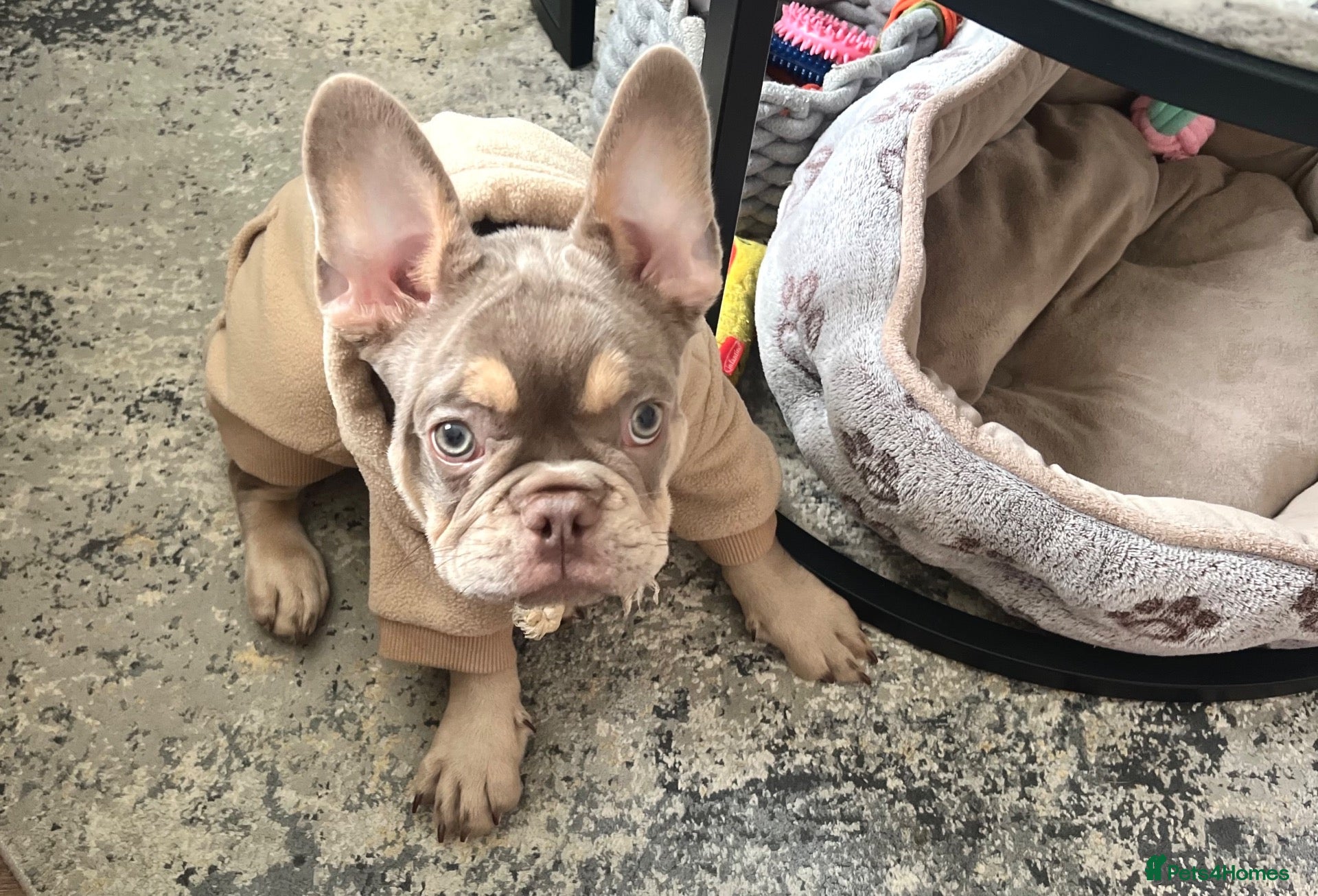 French Bulldog dogs KC French bulldog puppy  - Advert 2