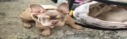 French Bulldog dogs for sale: KC French bulldog puppy  - Advert 2