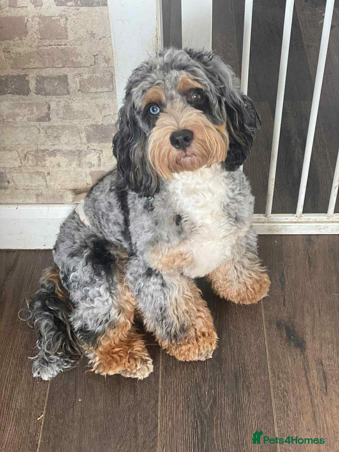 Cockapoo dogs for stud: unique and beautiful f3 american cockapoo stud - Advert 15