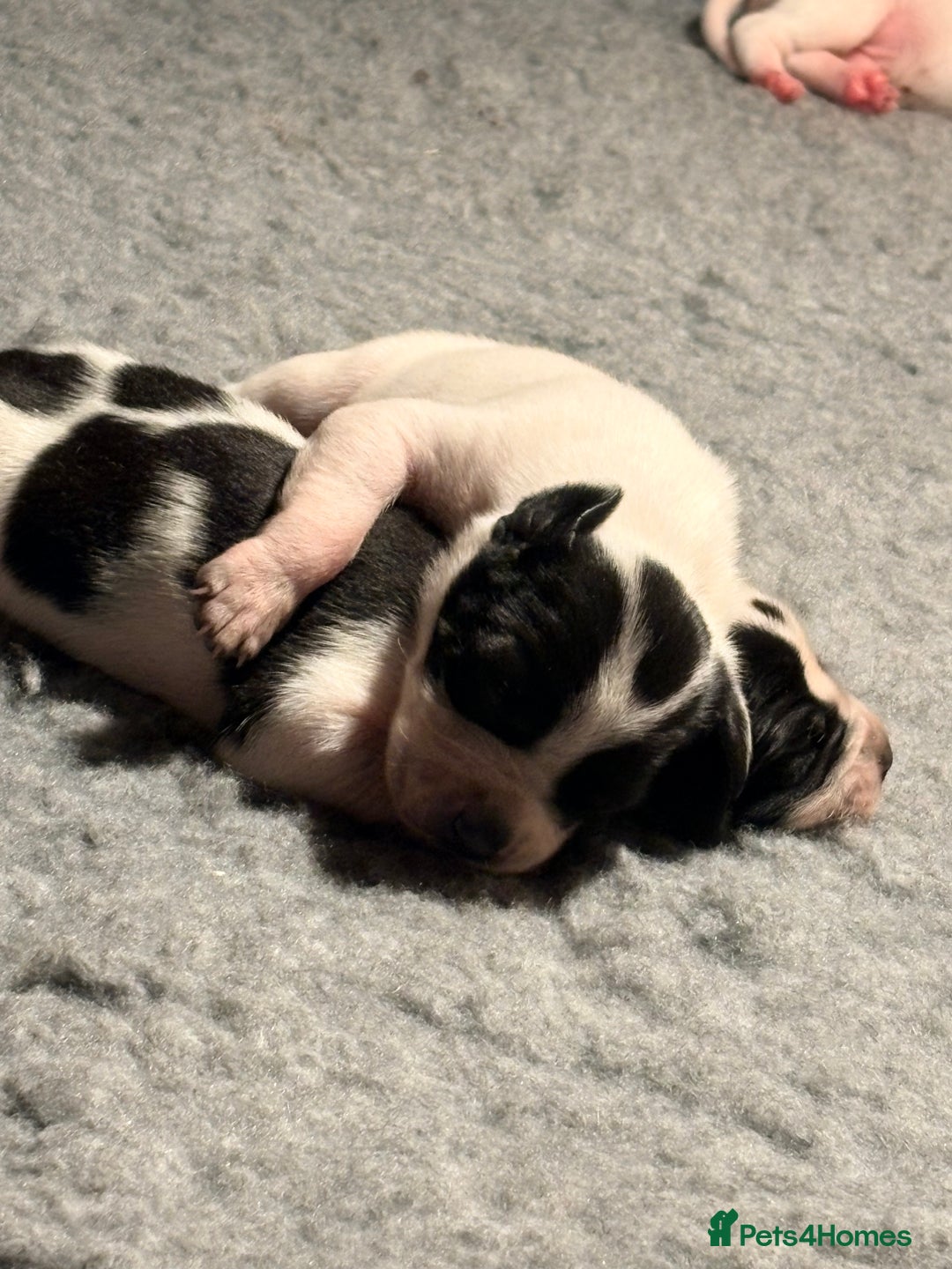 Pointer dogs for sale: Beautiful Pointer puppies for sale - Advert 6