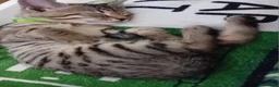 Bengal cats for sale: HomeRaised Bengal x Blue British Shorthair Kittens - Advert 29