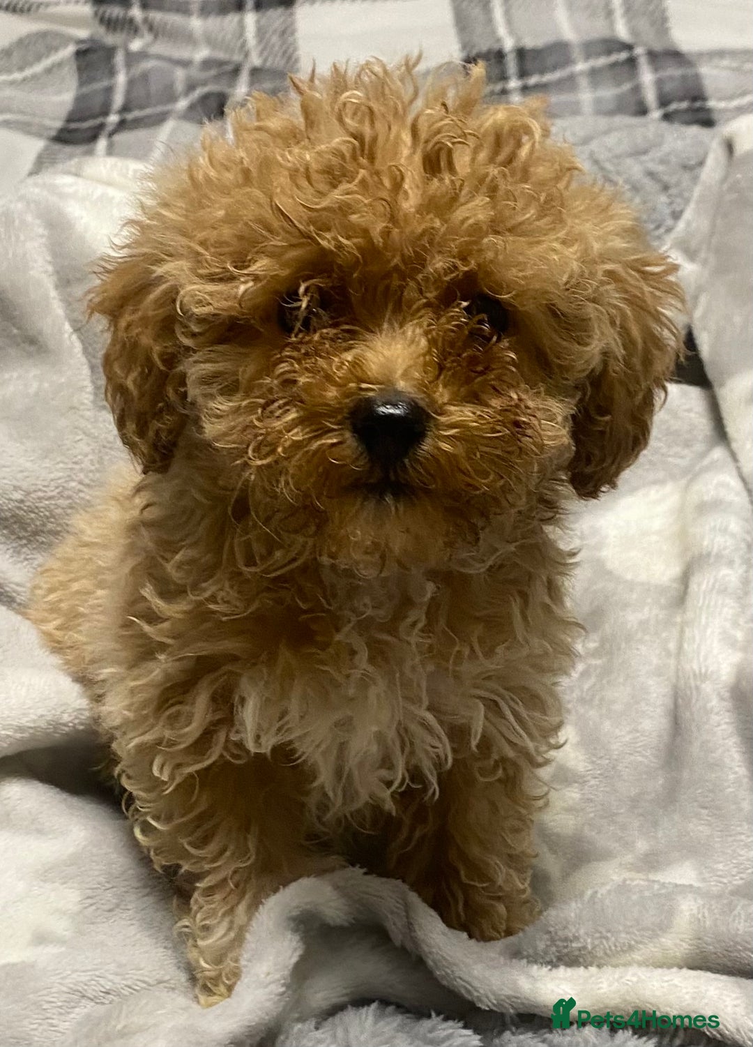 Toy Poodle dogs for sale: Beautiful Toy Poodle puppies  - Advert 2