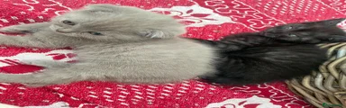 Scottish Fold 2
