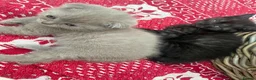 Scottish Fold cats for sale: Scottish fold kittens - Advert 3