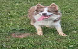 Border Collie dogs for sale: Red border collie puppy  - Image 7