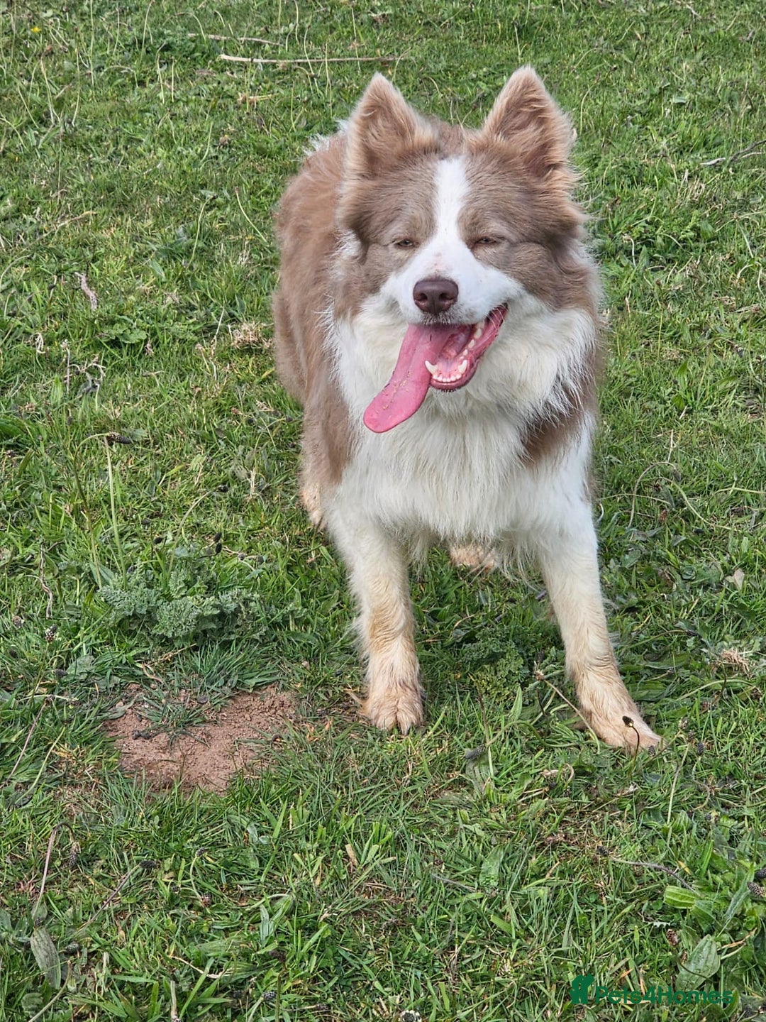 Border Collie dogs for sale: Red border collie puppy  - Image 7