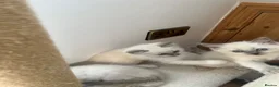 Ragdoll cats for sale: Beautiful ragdoll kittens blue and mitted - Advert 13