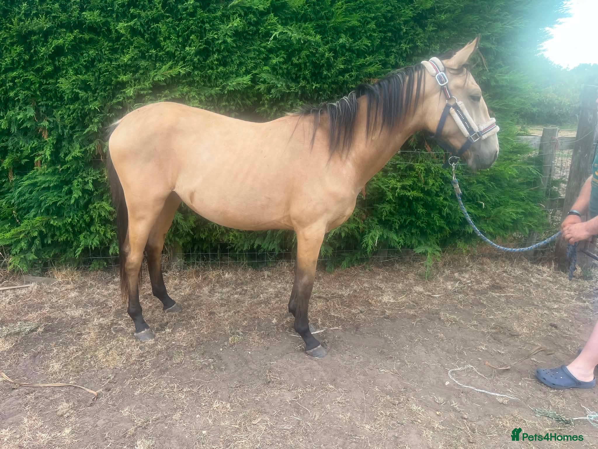 Other Breed horses 2 year old Dun - Advert 1