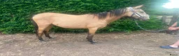 Other Breed horses for sale: 2 year old Dun - Advert 1
