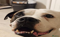 American Bulldog dogs for sale: American Bulldog Puppies  - Image 14