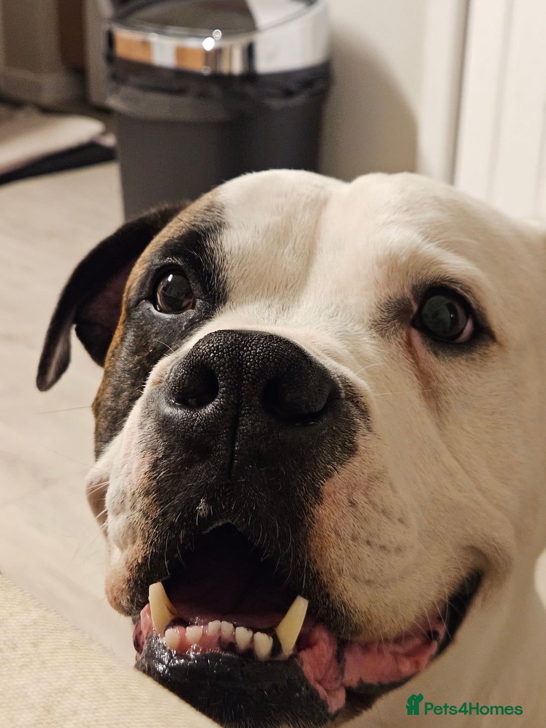 American Bulldog dogs for sale: American Bulldog Puppies  - Image 14