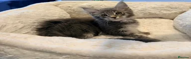Maine Coon Kitten 5 CHIANTI