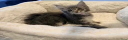 Maine Coon cats for sale: Stunning MaineCoon kittens  in Manchester - Advert 5
