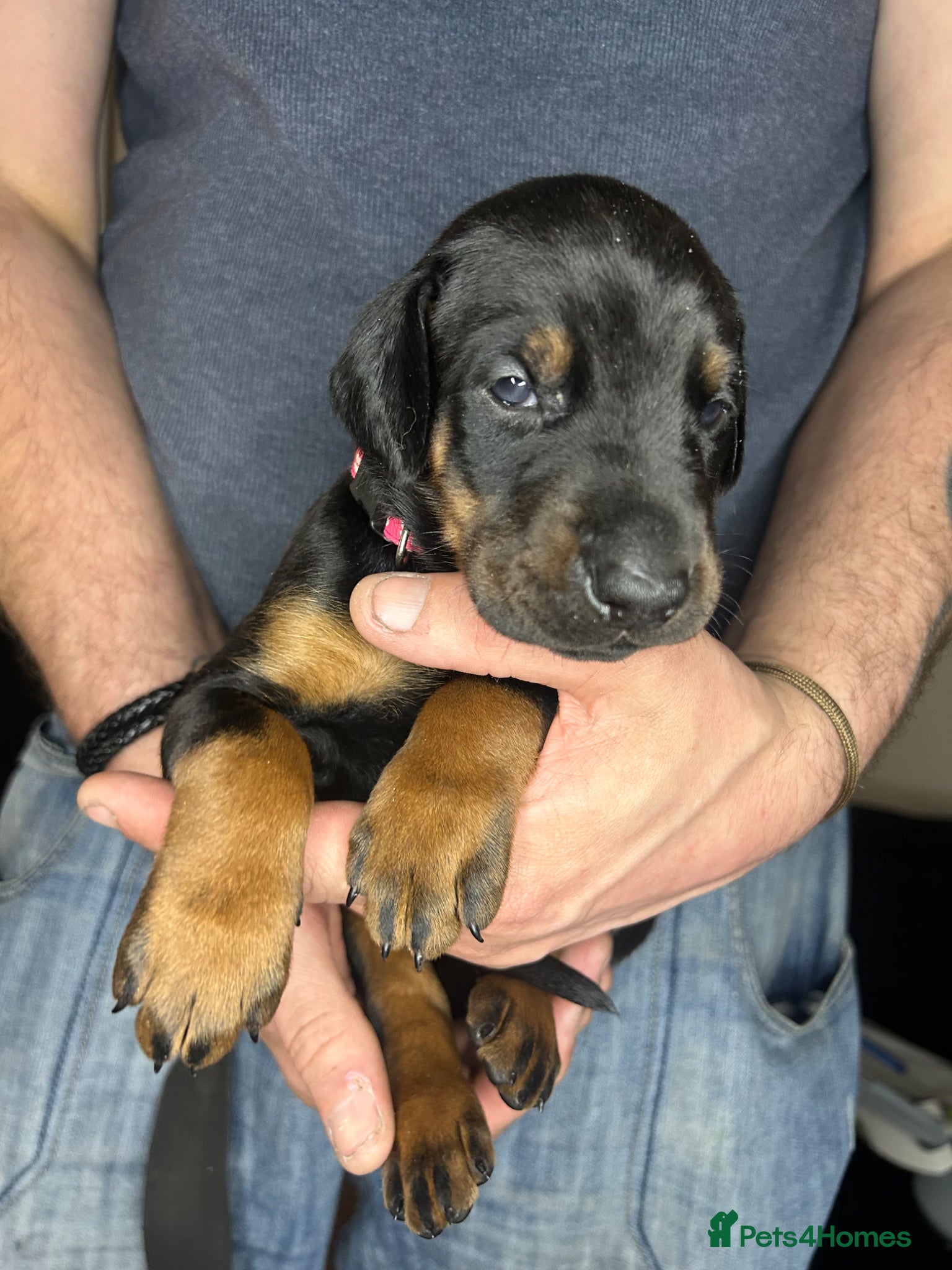 Dobermann dogs 5 beautiful puppies for sale  - Advert 5