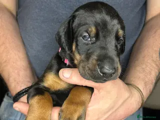 Dobermann dogs 4 beautiful girl doberman for sale - Advert 16