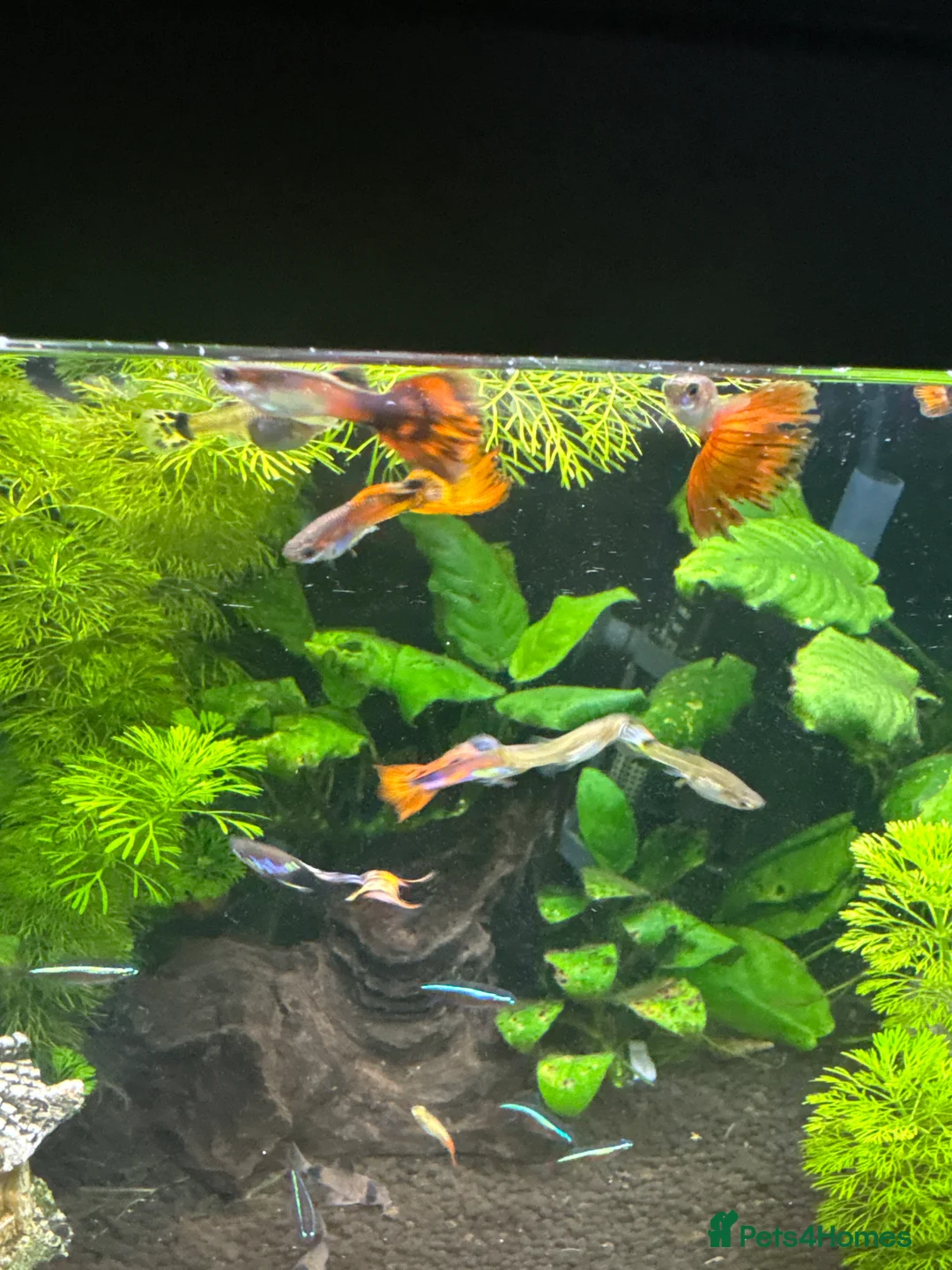 Other/Mixed Breed fish for sale: Male and female guppies  - Advert 1