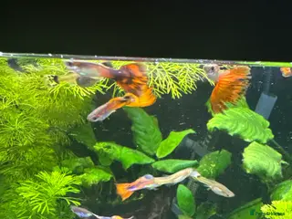 Other/Mixed Breed fish Male and female guppies - Advert 1