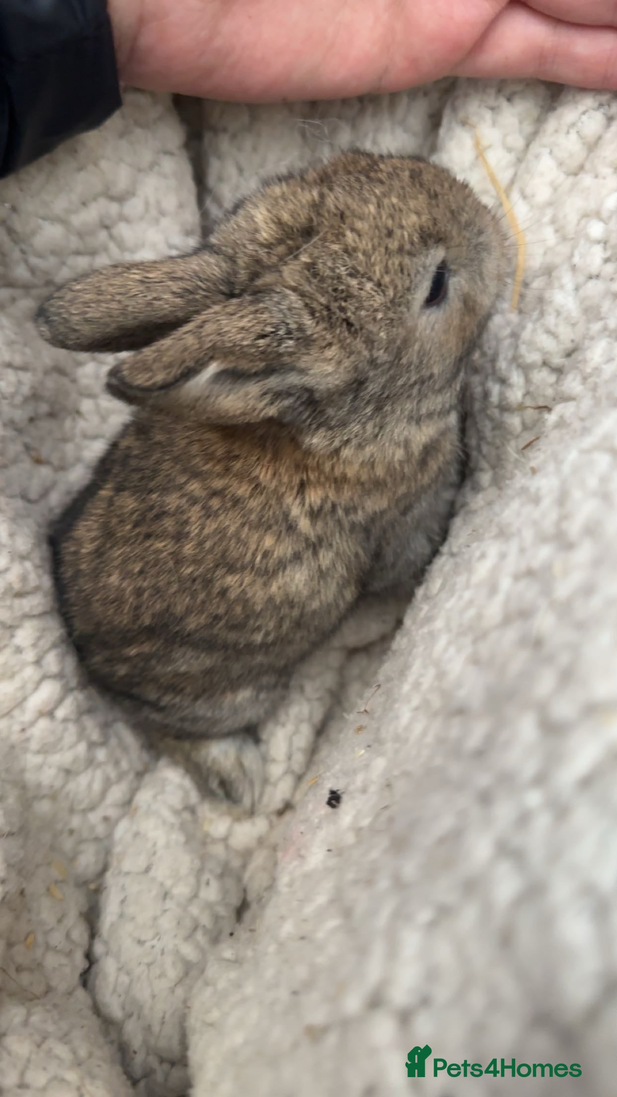 Mini Lop rabbits Mini lop babies Ready first week April!!!!  - Advert 7