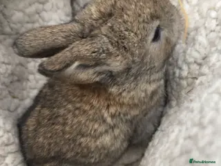 Mini Lop rabbits Mini lop babies Ready first week April!!!! - Advert 20