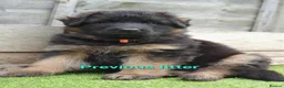 German Shepherd dogs for sale: KC, DM clear, health tested, German Shepherds  - Advert 21