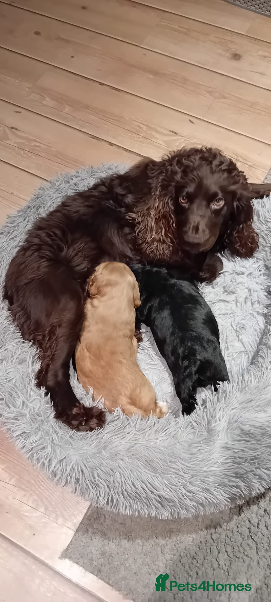 Cocker Spaniel dogs KC Registered Cocker Spaniel Puppies - Advert 7