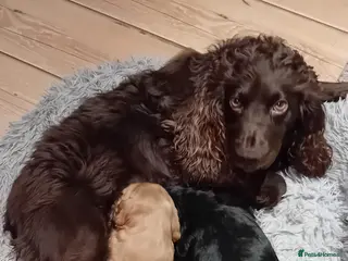 Cocker Spaniel dogs KC Registered Cocker Spaniel Puppies - Advert 2