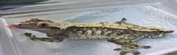 Gecko reptiles for sale: Crested geckos  - Advert 19