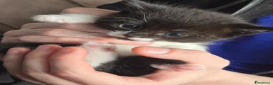 Tuxedo boy