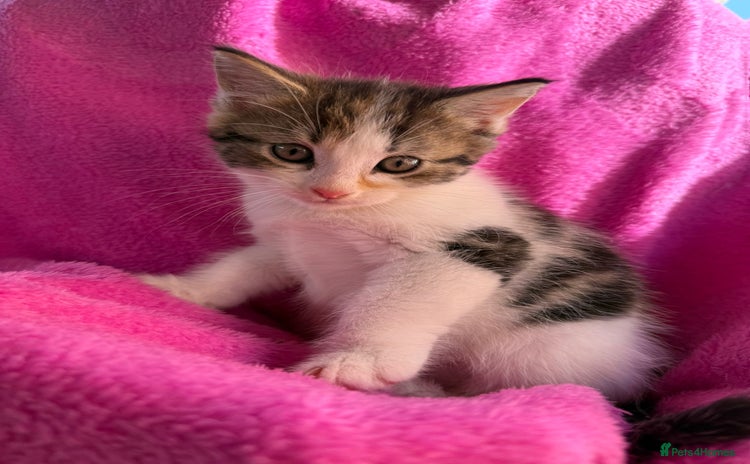 Maine Coon cats - Advert 2