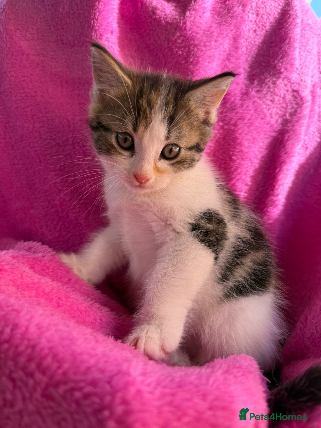 Maine Coon cats for sale: Beautiful Maine Coon Cross Kittens  - Image 1