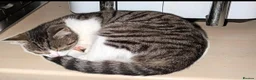Mixed Breed cats for sale: Mixed breed - Advert 8