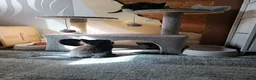 Mixed Breed cats for sale: Kittens looking for homes in Daventry - Advert 3