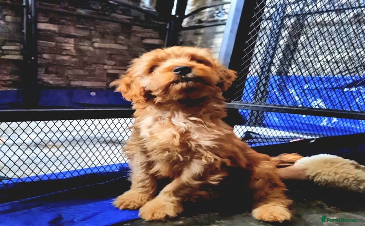 Cockapoo dogs READY TO LEAVE 4TH OF DECEMBER FULLY VACCINATED - Advert 1