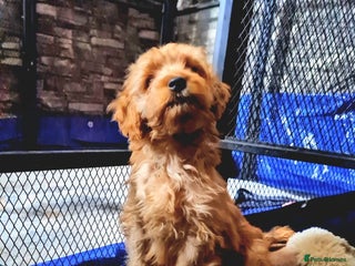 Cockapoo dogs READY TO LEAVE 4TH OF DECEMBER FULLY VACCINATED - Advert 1