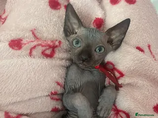 Sphynx cats Pure grey Canadian sphyn ** - Advert 1