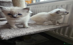 Ragdoll cats for sale: Blue mitted ragdoll kittens  - Image 6