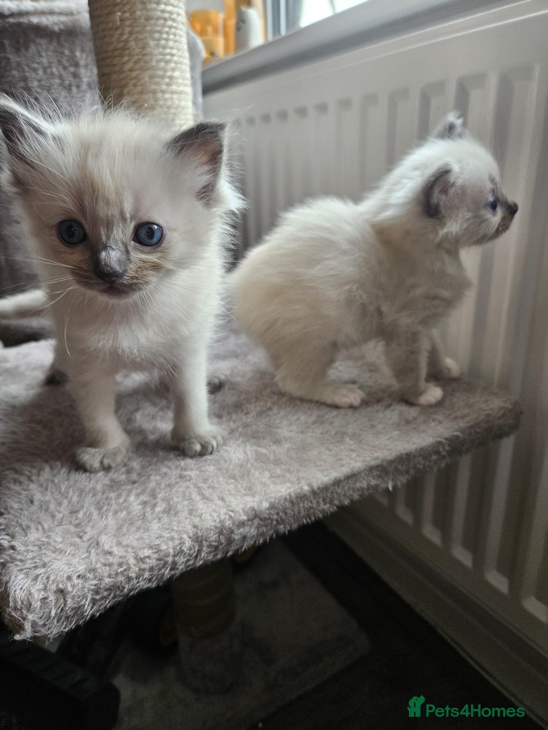 Ragdoll cats for sale: Blue mitted ragdoll kittens  - Image 6