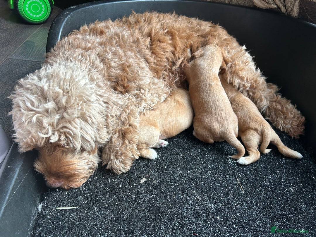 Cockapoo dogs for sale: Cockapoo puppies ginger/golden - Advert 24