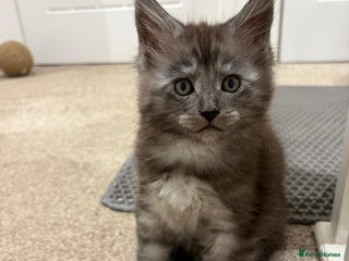 Maine Coon cats Stunning Maine Coon Kittens for sale/ Reservation - Advert 1