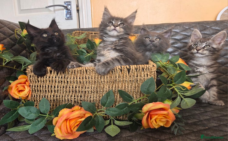 Maine Coon cats - Advert 1