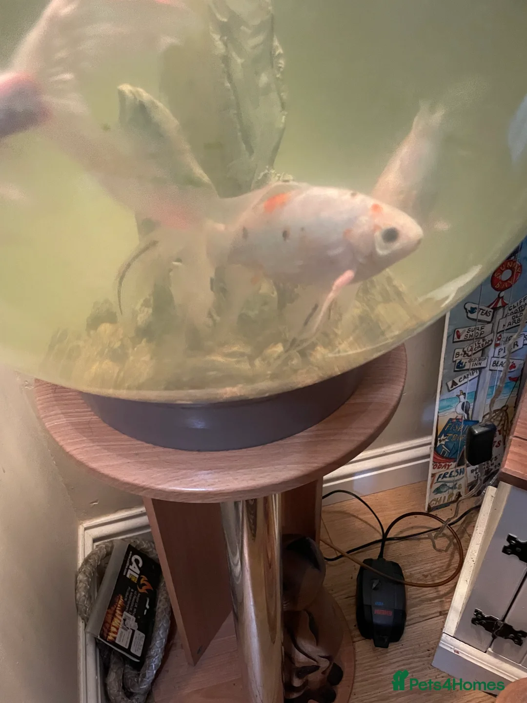 Fancy Goldfish fish for sale: Fancy goldfish in Cannock - Advert 5