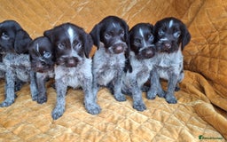 German Wirehaired Pointer dogs for sale: Quality German wirehaired pointer pups. - Image 12