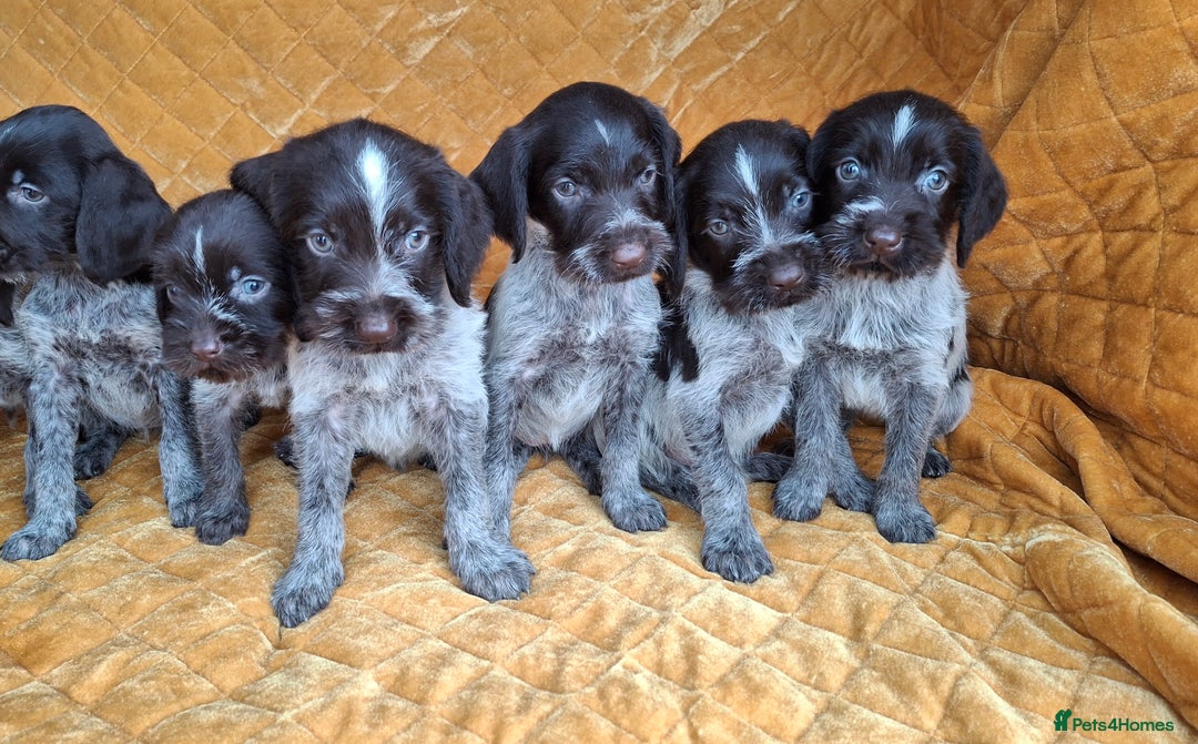 German Wirehaired Pointer dogs for sale: Quality German wirehaired pointer pups. - Image 12