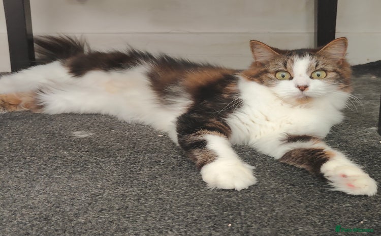 Maine Coon cats - Advert 10