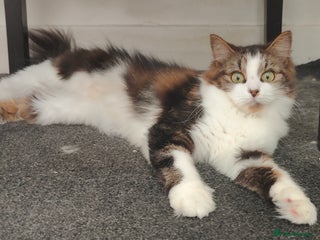 Maine Coon cats - Advert 13